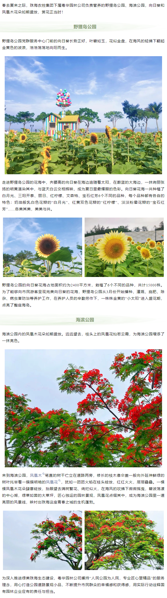 鳳凰花開 向陽(yáng)而生  走！到市屬公園賞花去.png